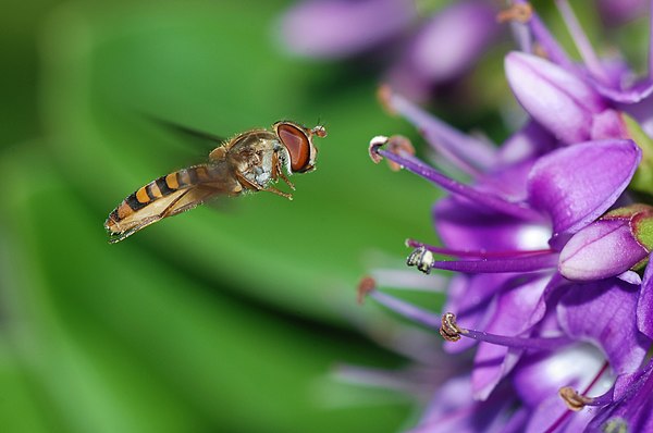 Hoverfly