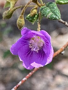 Howittia trilocularis flower.jpg