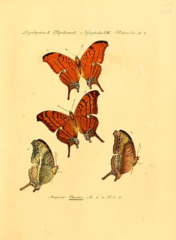 Plate accompanying Jacob Hubner's original description Hubner1821SammlExotSchmett2Plate50.jpg