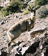 Un huemul.