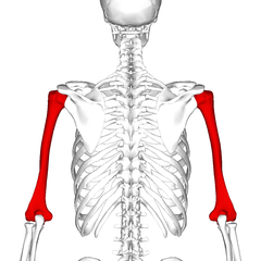 Плечевая. Humerus анатомия. Анатомия плеча скелет. Анатомия человека скелет плечо. Хумери анатомия.