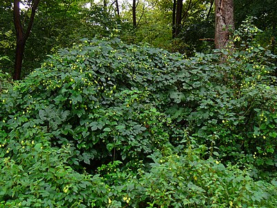 Humulus lupulus Habitus female