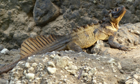 Самец Hydrosaurus microlophus