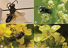 Hylaeus (10.3897-zookeys.642.10773) Figure 6.jpg