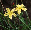 Hypericum aethiopicum subsp. aethiopicum