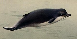 Northern bottlenose whale Species of mammal