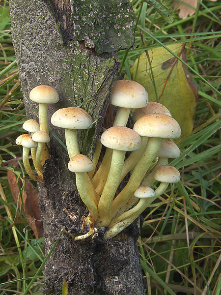 File:Hypholoma fasciculare (Gewone zwavelkopje).jpg