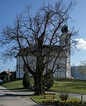 Winter linden (Tilia cordata)