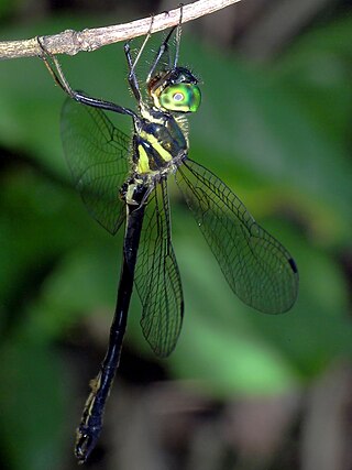 <i>Idionyx</i> Genus of dragonflies