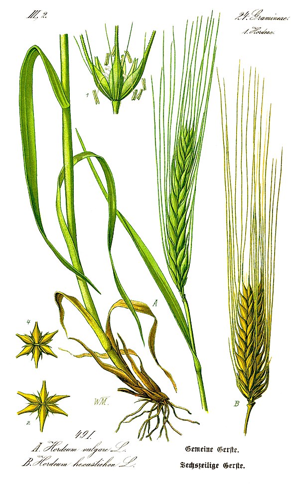 Illustration Hordeum vulgare1.jpg