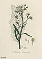 Illustration in: John Stephenson, James Morss Churchill: Medical Botany (1836)