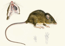 Heteromys nubicolens