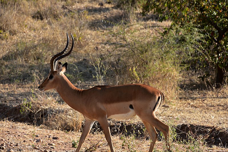 File:Impala, Ruaha National Park (2) (28128660713).jpg