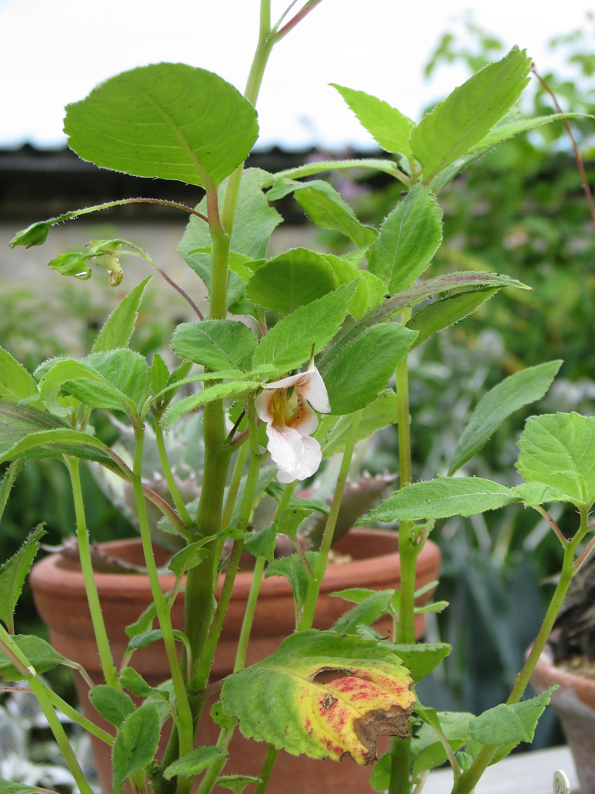 Impatiens oxyanthera Milo (14421100647).jpg