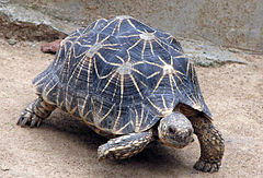 IndianStarTortoise.jpg