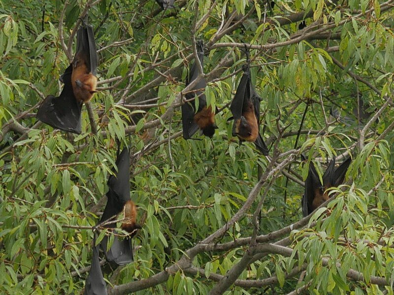 File:Indian Flying-fox imported from iNaturalist photo 208981300 on 6 April 2024.jpg
