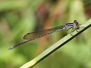 Indolestes gracilis - male.jpg