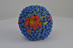 Description de l'image Influenza Virus (14570577473).jpg.
