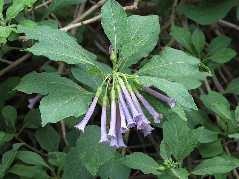 File:Iochroma cyaneum — Scott Zona 002.jpg