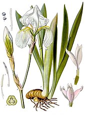 Iris pallida<br />Illustration in:<br />Franz Eugen Koehler:<br />Koehlers Medizinal-Pflanzen in naturgetreuen Abbildungen und kurz erläuterndem Texte (1883-1914)<br />Gera - Germany