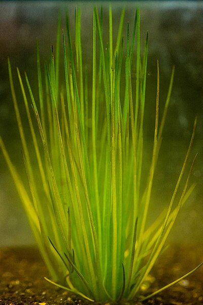 File:Isoetes japonica underwater.jpg