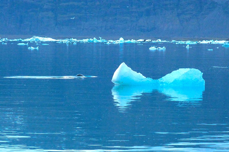 File:Jökulsárlón - panoramio (10).jpg