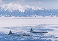 JMSDF FleetAirWing2 P-3C at Okhotsk Sea.jpg