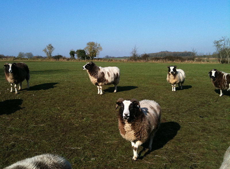 File:Jacob sheep in field.JPG