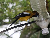 Oriole, Jamaican Icterus leucopteryx