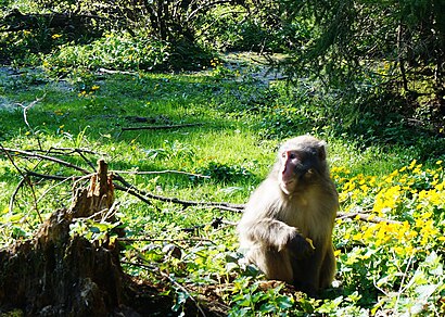 So kommt man zu Affenberg Landskron mit den Öffentlichen - Mehr zum Ort Hier