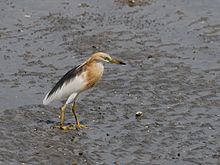 Java étang Heron 3185.jpg