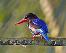 Javan ledňáček (Halcyon cyanoventris) .jpg