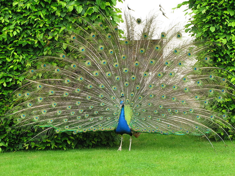 File:Jielbeaumadier paon bleu roue praha 2010.jpg