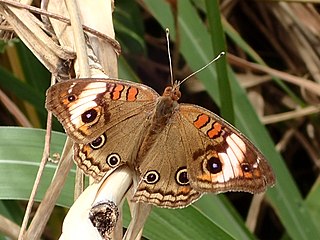 <i>Junonia zonalis</i> Species of butterfly
