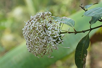 Pavetta indica