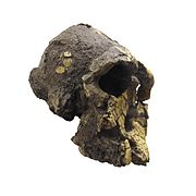 Kenyanthropus platyops IMG 2945-white.jpg