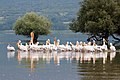 * Nomination Pelicans at lake Kerkini, Greece. (by V.vescoukis --C messier 05:18, 25 May 2018 (UTC) * Promotion  Support Not too sharp, but I like the composition. --Palauenc05 15:52, 25 May 2018 (UTC)