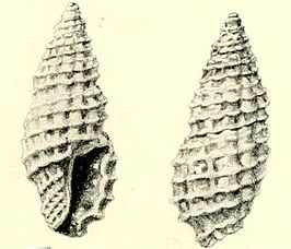 Kermia alveolata