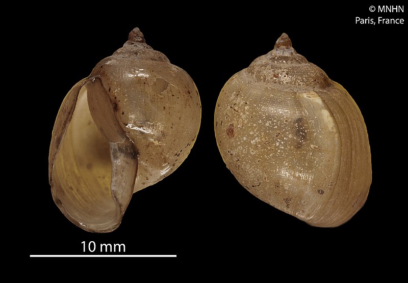 File:Kessneria papillosa (MNHN-IM-2012-18770) 002.jpeg