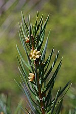 Miniatura para Keteleeria evelyniana