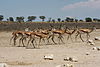 Kgalagadi-0002.jpg