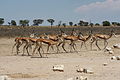 Južnoafrička antilopa u parku