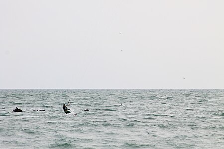 Fail:Kitesurfer and Dolphins2.jpg