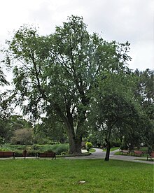 Klon park malickiego 2.jpg