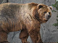 Kodiak-medve (Ursus arctos middendorffi)