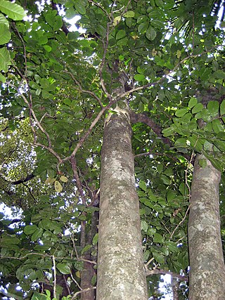 <span class="mw-page-title-main">Kohekohe</span> Species of tree