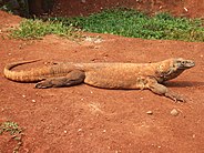 Komodon lohikäärme Varanus komodoensis Ragunanin eläintarha 2.JPG