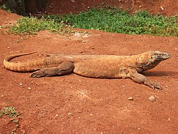 Βαράνος του Κομόντο (Varanus komodoensis)