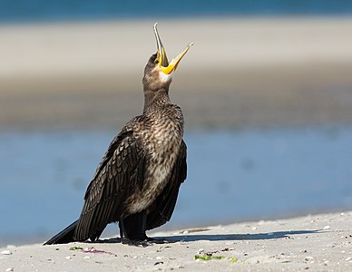 Juveniler Kormoran (Phalacrocorax carbo) am Nordseestrand bei Nebel, Amrum