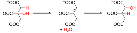 Tập_tin:Krebs_cycle_2_citrate_to_isocitrate.svg